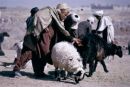 Sheep Farmer, Camel Market, Kabul, Afghanistan